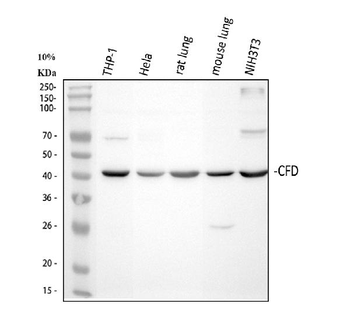 Factor D/CFD Rabbit Polyclonal Antibody