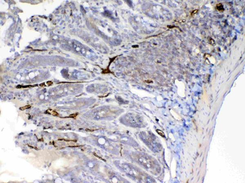 Factor D/Cfd Rabbit Polyclonal Antibody