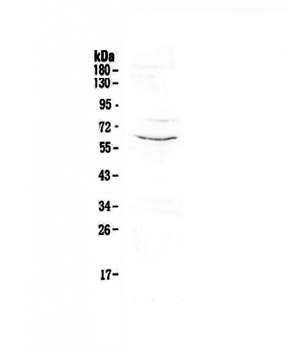 CD1c Rabbit Polyclonal Antibody