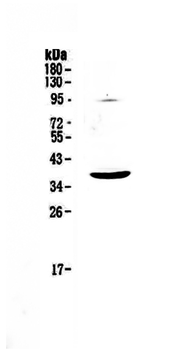 SCF/KITLG Antibody