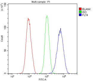 VEGF Receptor 3/FLT4 Antibody