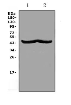 CHI3L1 Rabbit Polyclonal Antibody