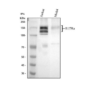 L17A Receptor/IL17RA Rabbit Polyclonal Antibody