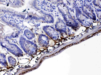 Periostin/Postn Rabbit Polyclonal Antibody