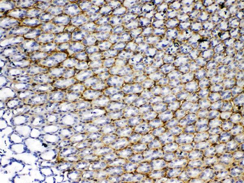 Periostin/Postn Rabbit Polyclonal Antibody