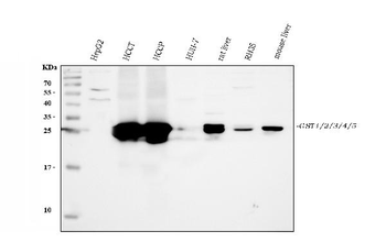 GSTA1/A2/A3/A4/A5 Rabbit Polyclonal Antibody
