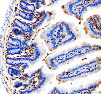 CD31/Pecam1 Antibody