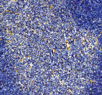 CD31/Pecam1 Antibody