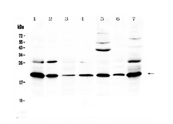 Macrophage Inflammatory Protein 3 beta/Ccl19 Rabbit Polyclonal Antibody