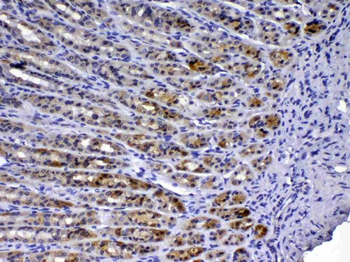 TFF3 Rabbit Polyclonal Antibody