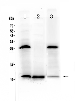 TFF3 Rabbit Polyclonal Antibody