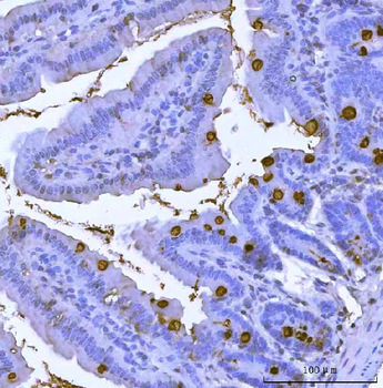 TFF3 Rabbit Polyclonal Antibody