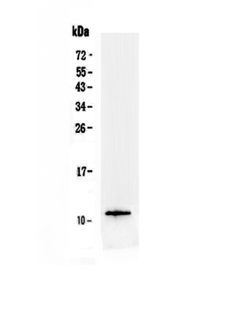 TFF3 Rabbit Polyclonal Antibody