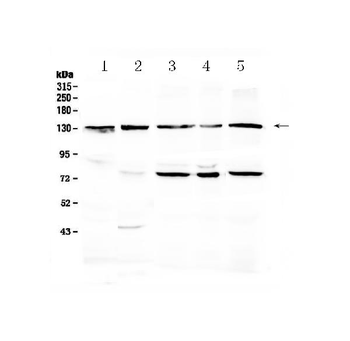 PROM1 Rabbit Polyclonal Antibody