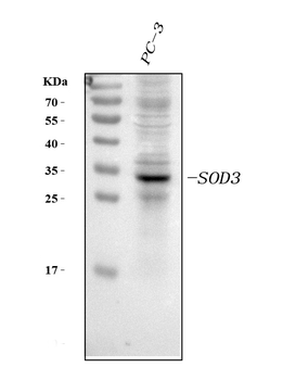 Superoxide Dismutase 3/SOD3 Rabbit Polyclonal Antibody