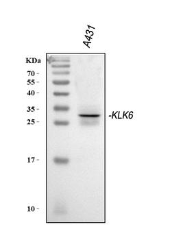Kallikrein 6/KLK6 Rabbit Polyclonal Antibody