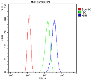 Xanthine Oxidase/XDH Rabbit Polyclonal Antibody