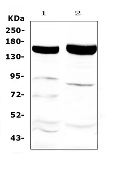 Xanthine Oxidase/XDH Rabbit Polyclonal Antibody