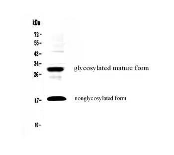 IL17F Rabbit Polyclonal Antibody
