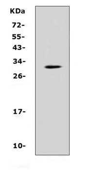 IL17F Rabbit Polyclonal Antibody