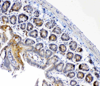 FH Rabbit Polyclonal Antibody