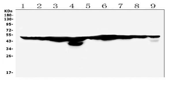 FH Rabbit Polyclonal Antibody