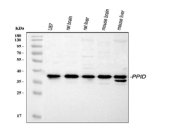 PPID Rabbit Polyclonal Antibody