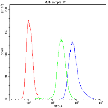 NFATC4 Rabbit Polyclonal Antibody