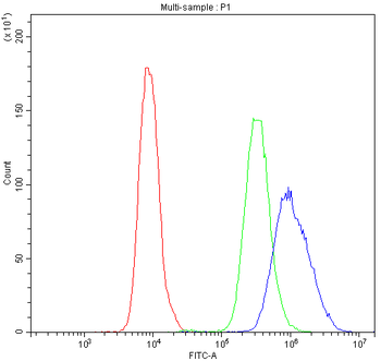 NFATC4 Rabbit Polyclonal Antibody