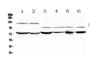 NFATC4 Rabbit Polyclonal Antibody