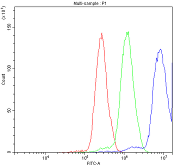 NFAT4/NFATC3 Rabbit Polyclonal Antibody