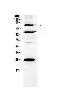 NFAT4/NFATC3 Rabbit Polyclonal Antibody
