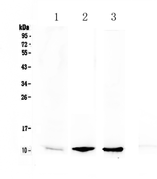 NAP2/Ppbp Rabbit Polyclonal Antibody
