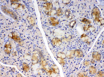 Cyclophilin B/PPIB Rabbit Polyclonal Antibody