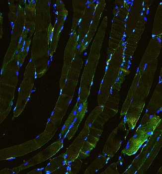 Laminin/Lamc1/Lamc2/Lamc3 Rabbit Polyclonal Antibody
