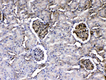Laminin/Lamc1/Lamc2/Lamc3 Rabbit Polyclonal Antibody
