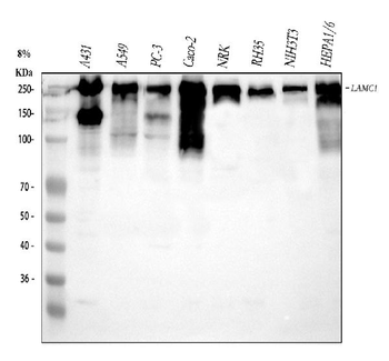 Laminin/Lamc1/Lamc2/Lamc3 Rabbit Polyclonal Antibody