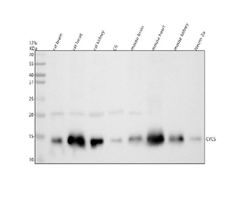 Cytochrome C/Cycs Rabbit Polyclonal Antibody