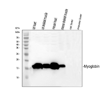 Myoglobin/MB Rabbit Polyclonal Antibody