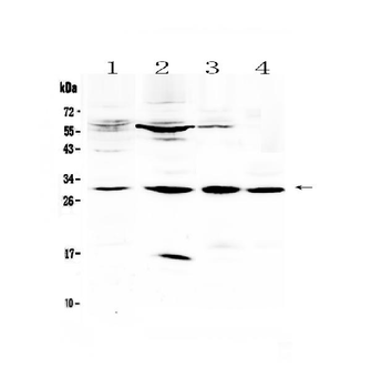 VEGFB Antibody