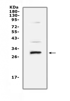 VEGFB Antibody