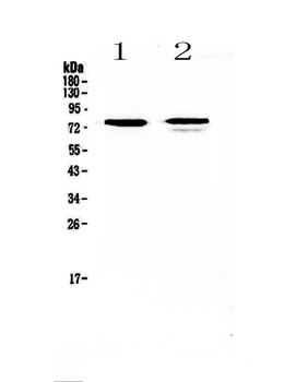 FZD3 Rabbit Polyclonal Antibody
