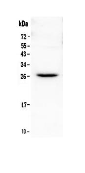 Flt3 ligand/Flt3lg Rabbit Polyclonal Antibody