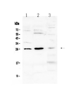 Flt3 ligand/Flt3lg Rabbit Polyclonal Antibody