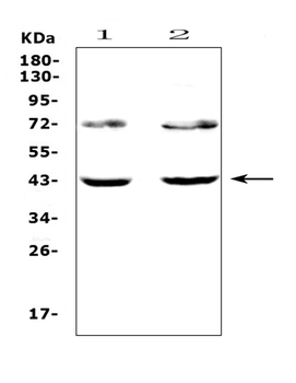 TSPAN12 Rabbit Polyclonal Antibody