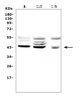 TSPAN12 Rabbit Polyclonal Antibody