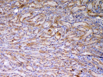 AMD1 Rabbit Polyclonal Antibody