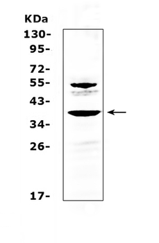 AMD1 Rabbit Polyclonal Antibody