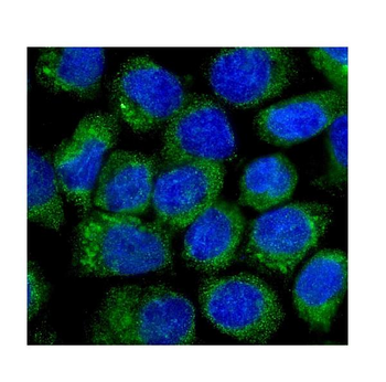 NOV/CCN3 Antibody