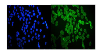 Hsp20/HSPB6 Rabbit Polyclonal Antibody